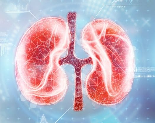 Various Function of Kidney